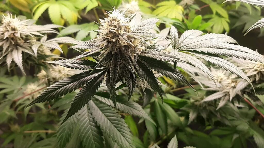 Tarnished Plant Bugssdsa 1