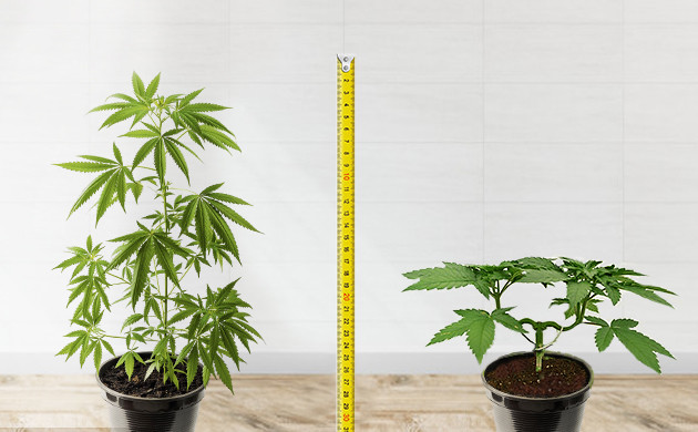 The Advantages of Manifolding Your Cannabis Plants