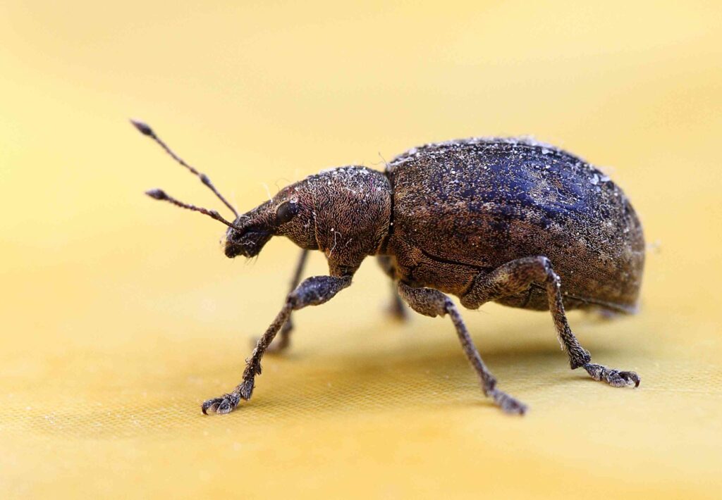 WeevilsdaWD