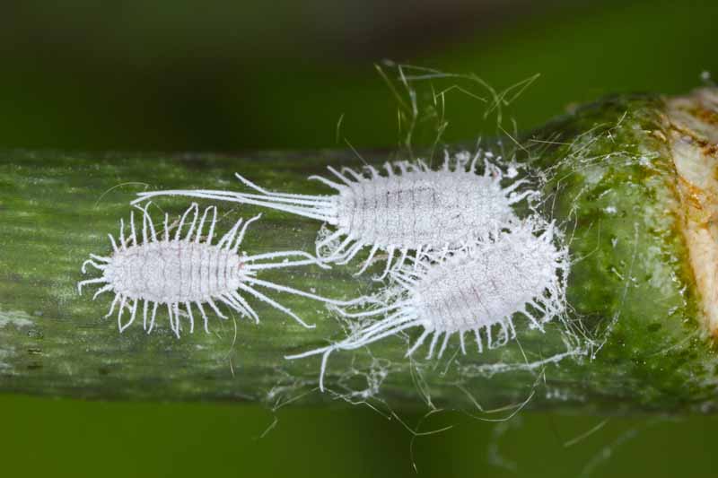 mealybugsmealybugs