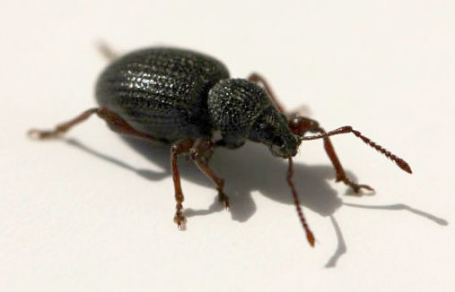 rooy weevils