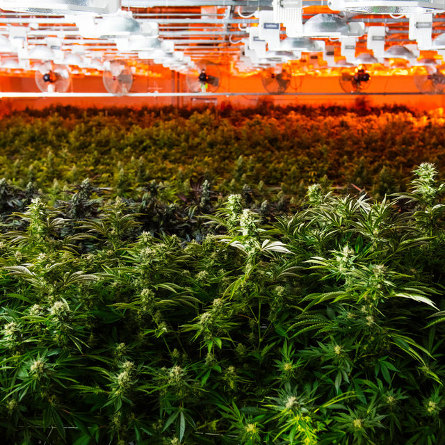 write me an introduction about Burmese Kush Cannabis Seeds in adventures way an unique plagarisum free ff 1