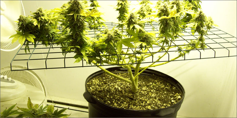 3 growing cannabis screen green sideview