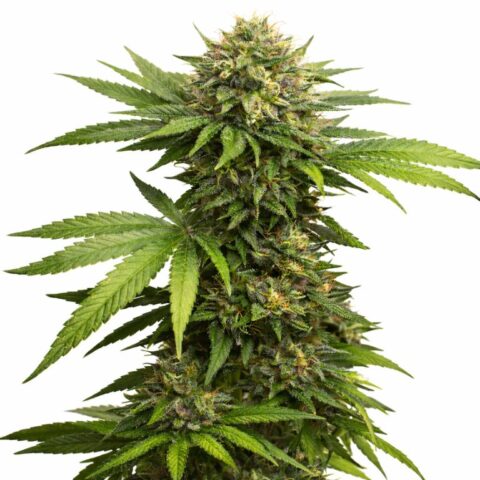303 OG Cannabis Seeds