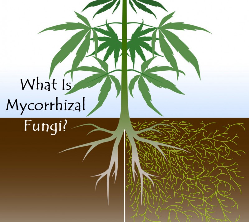 3743 MXAm mycorrhizalfungicannabis
