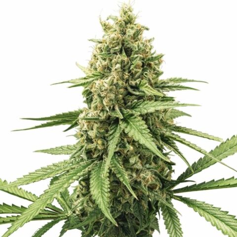 3X Crazy Cannabis Seeds