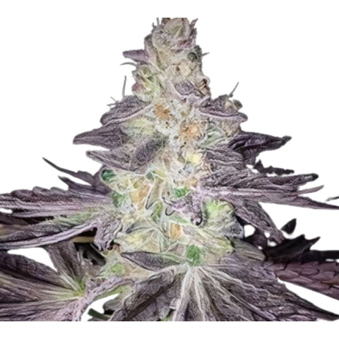 Mendo Breath Cannabis Seeds