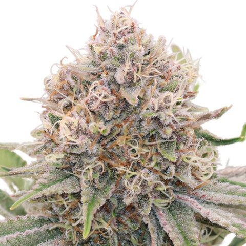 5th Element Cannabis Seeds