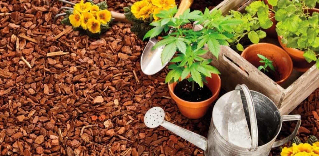 How to Implement Companion Planting in Medical Cannabis Cultivation