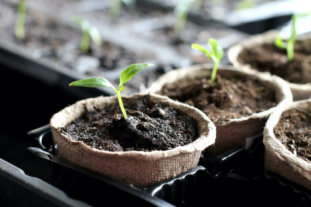 A Step By Step Guide on How to Germinate in Soil