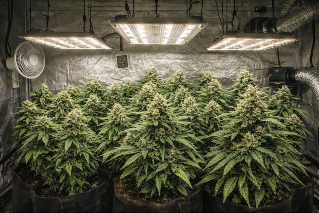 AK-47 grow room settings
