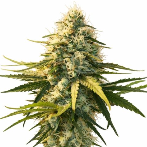 AK-48 Cannabis Seeds