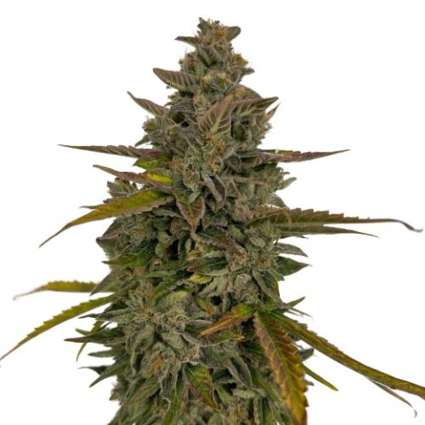 Abusive OG Cannabis Seeds