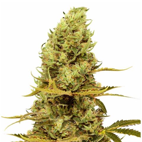 Acapulco Gold Cannabis Seeds