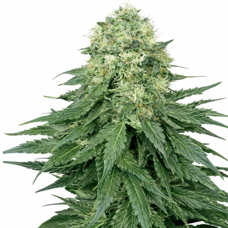 Ace Killer OG Feminized