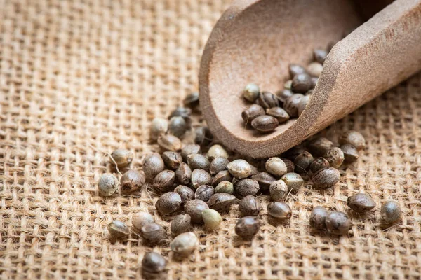 Advantages and disadvantages of regular seeds