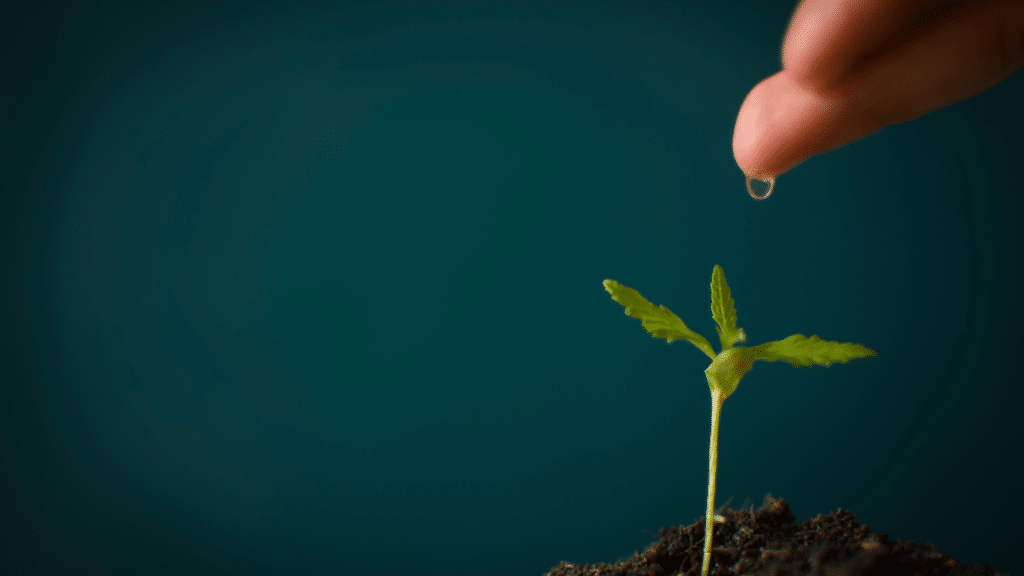 Advice Before Starting Autoflower Seed Germination