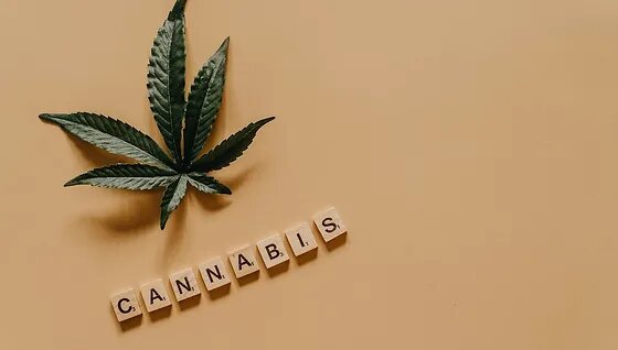 Advice for cultivating marijuana using regular seeds