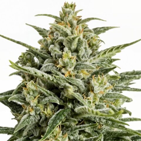 Afghan Big Bud Cannabis Seeds
