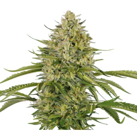 Afghan Cannabis Seeds