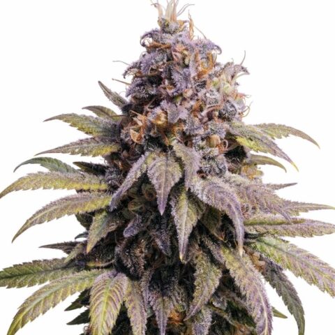 Afghan Kush cannabis seeds