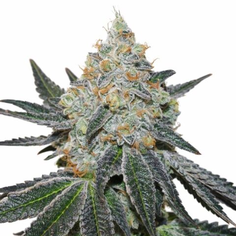 Afghan Skunk Cannabis Seeds