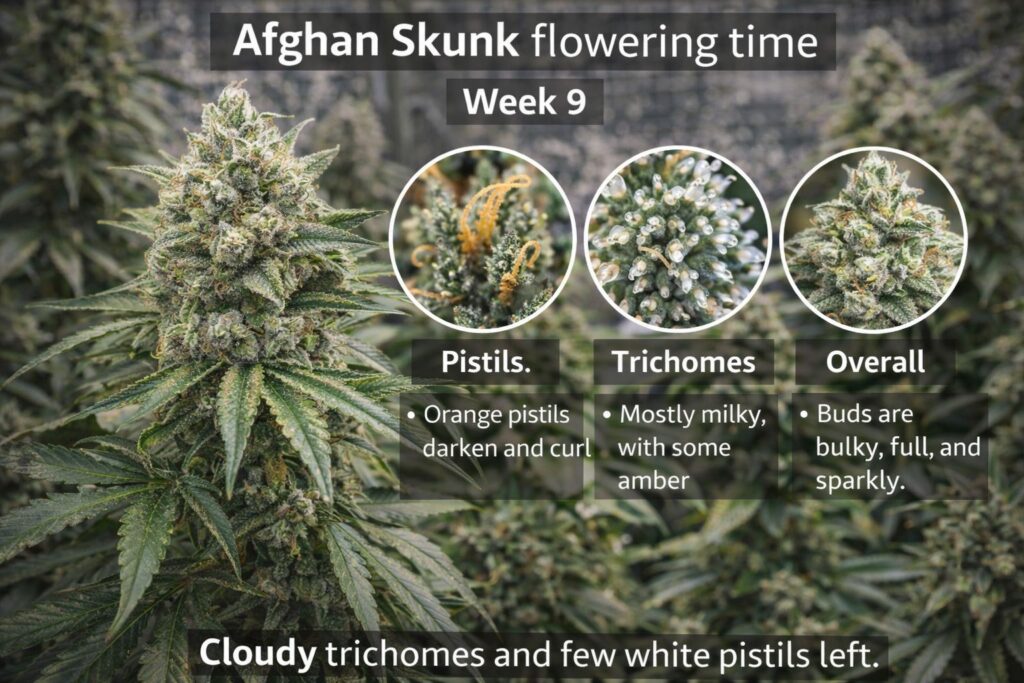 Afghan Skunk flowering time