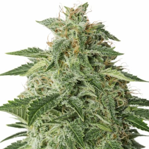 Afgooey cannabis seeds