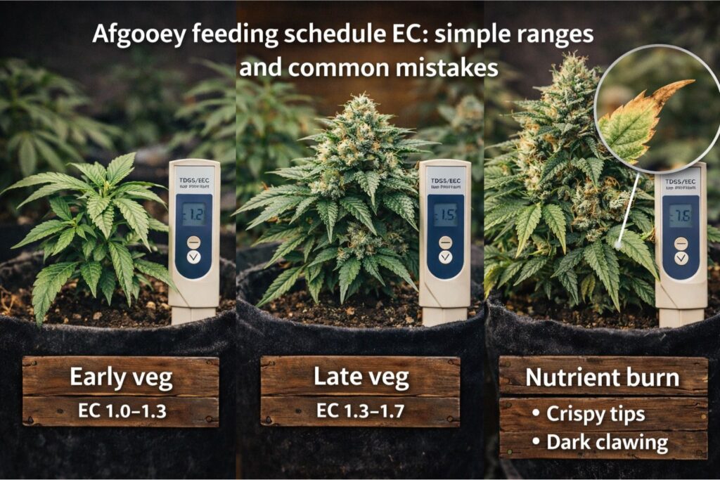Afgooey feeding schedule EC