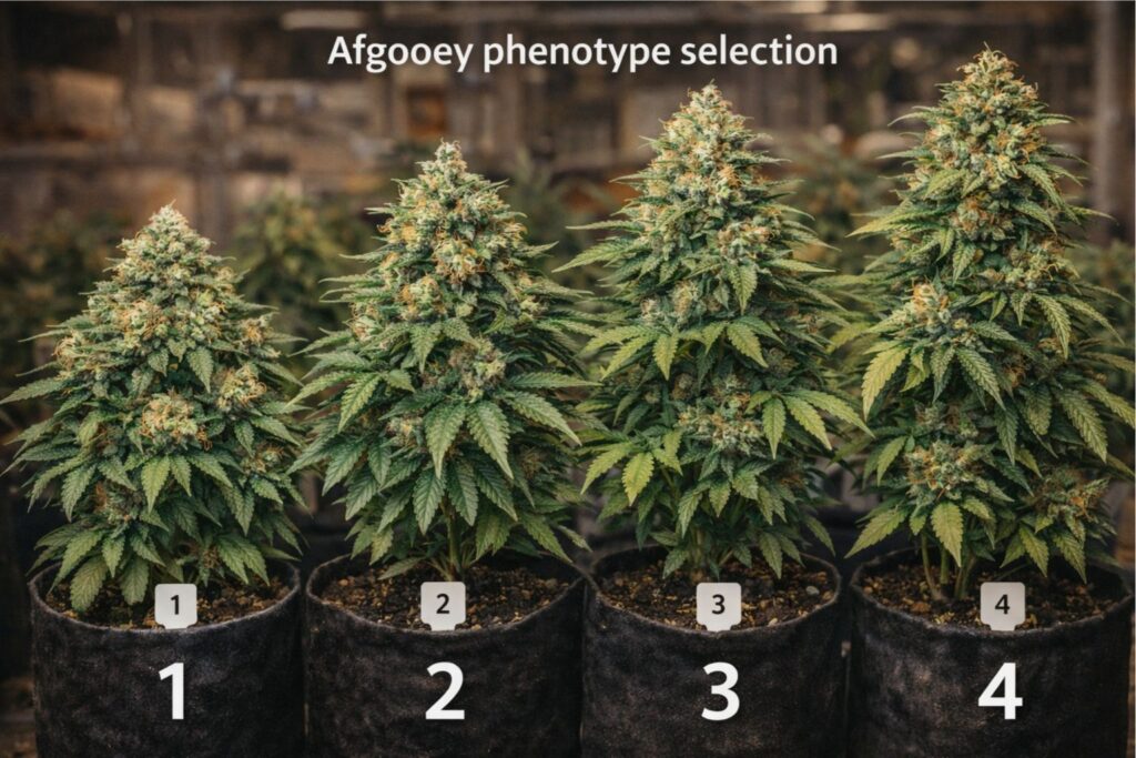 Afgooey phenotype selection