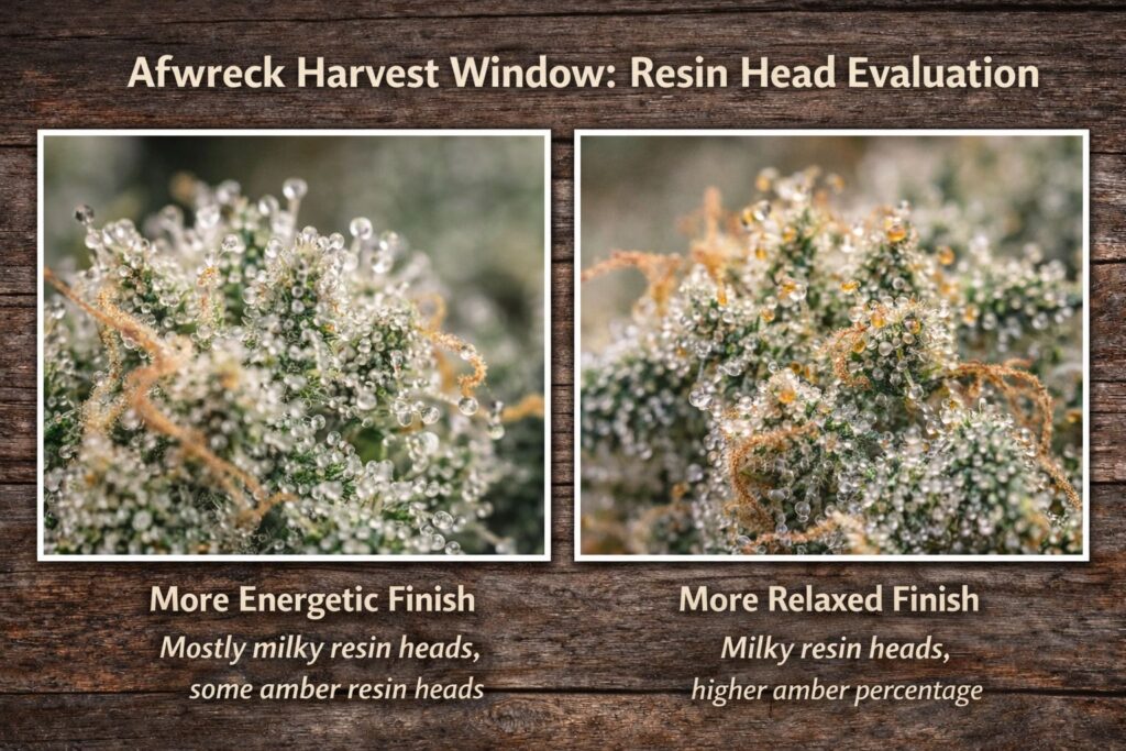 Afwreck harvest window