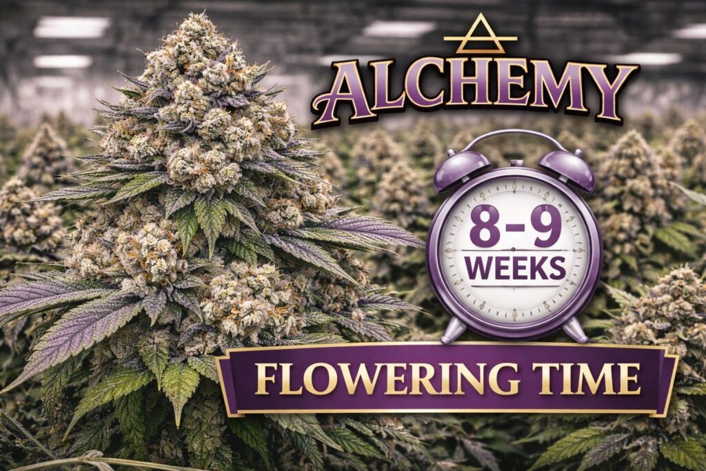 Alchemy strain flowering time