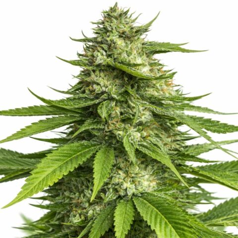 Alice In Wonderland Cannabis Seeds