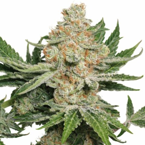 Alien Dawg Cannabis Seeds