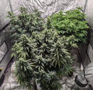 Alien Kush Cannabis Seeds