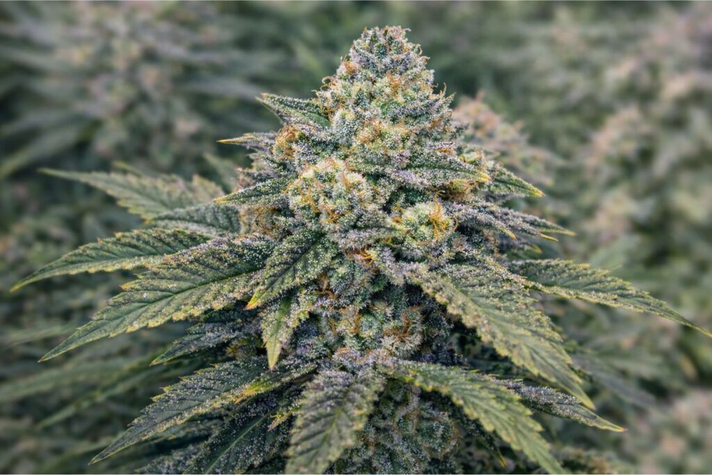 Alien OG flowering length