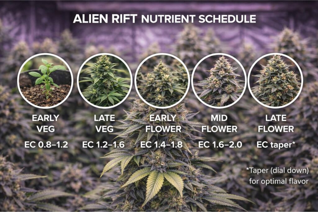 alien rift nutrient schedule