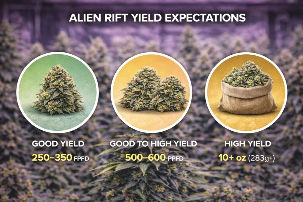 alien rift yield expectations