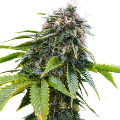 Alpha Blue Cannabis Seeds