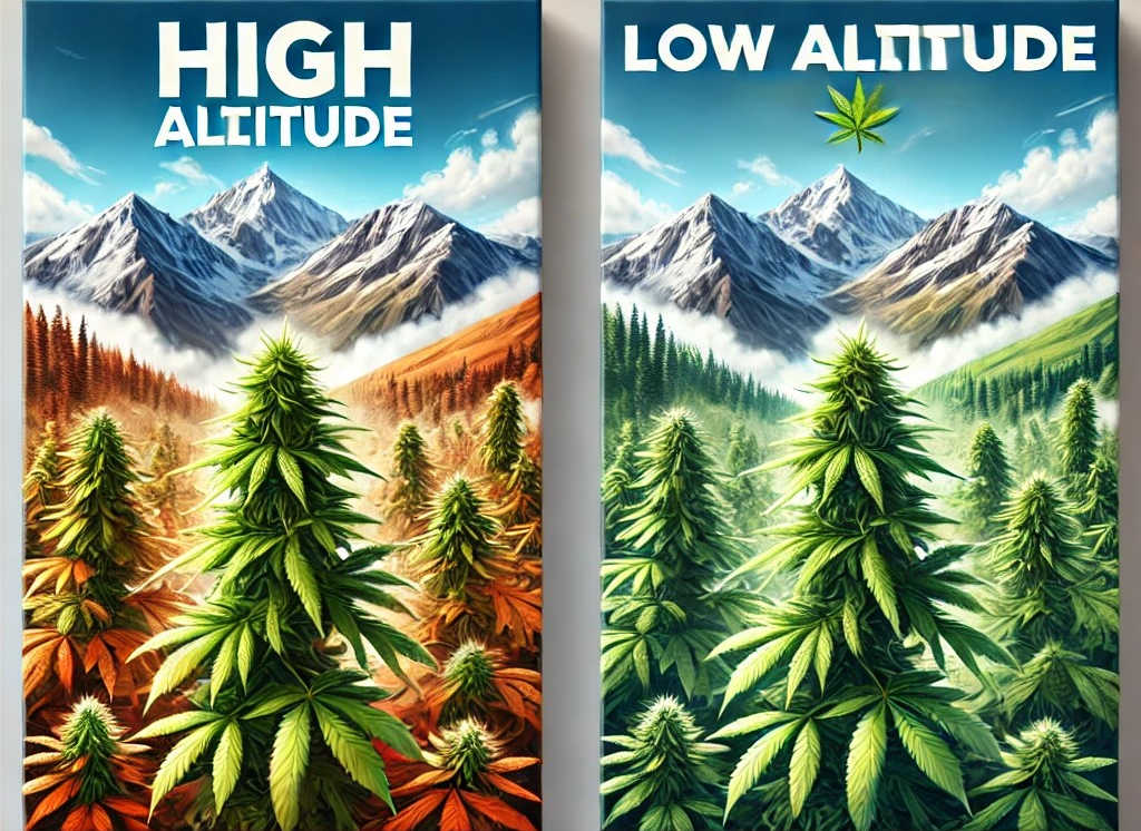 Altitude and Strain Selection for Medical Use