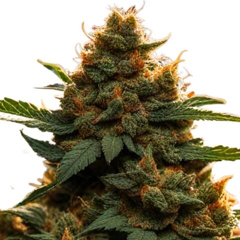 Americano Cannabis Seeds