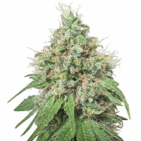 Amnesia Cannabis Seeds