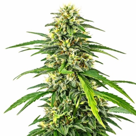 Amnesia Haze cannabis seeds