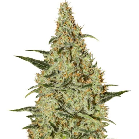 Amsterdam Cannabis Seeds