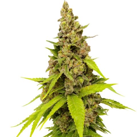 Apollo 13 Cannabis Seeds