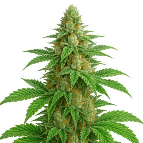 Apples and Bananas Cannabis Seeds