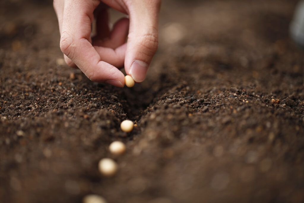 Are There Disadvantages to Soil Germination