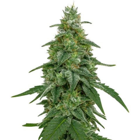Area 51 Cannabis Seeds