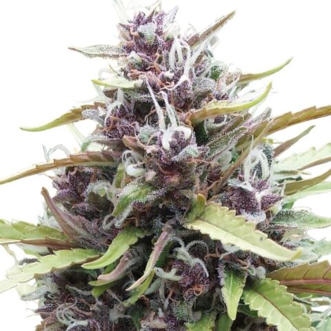 Ayahuasca Purple Cannabis Seeds