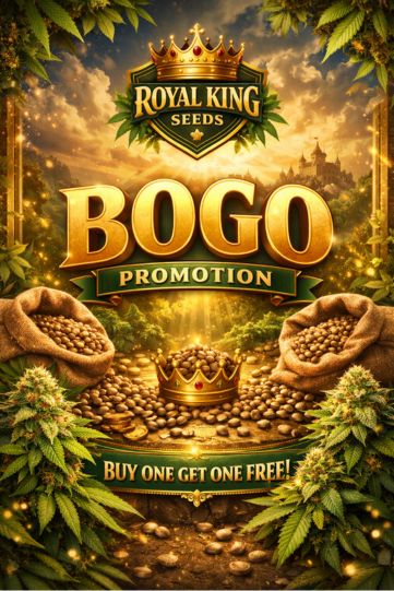 BOGO Marijuana Seeds